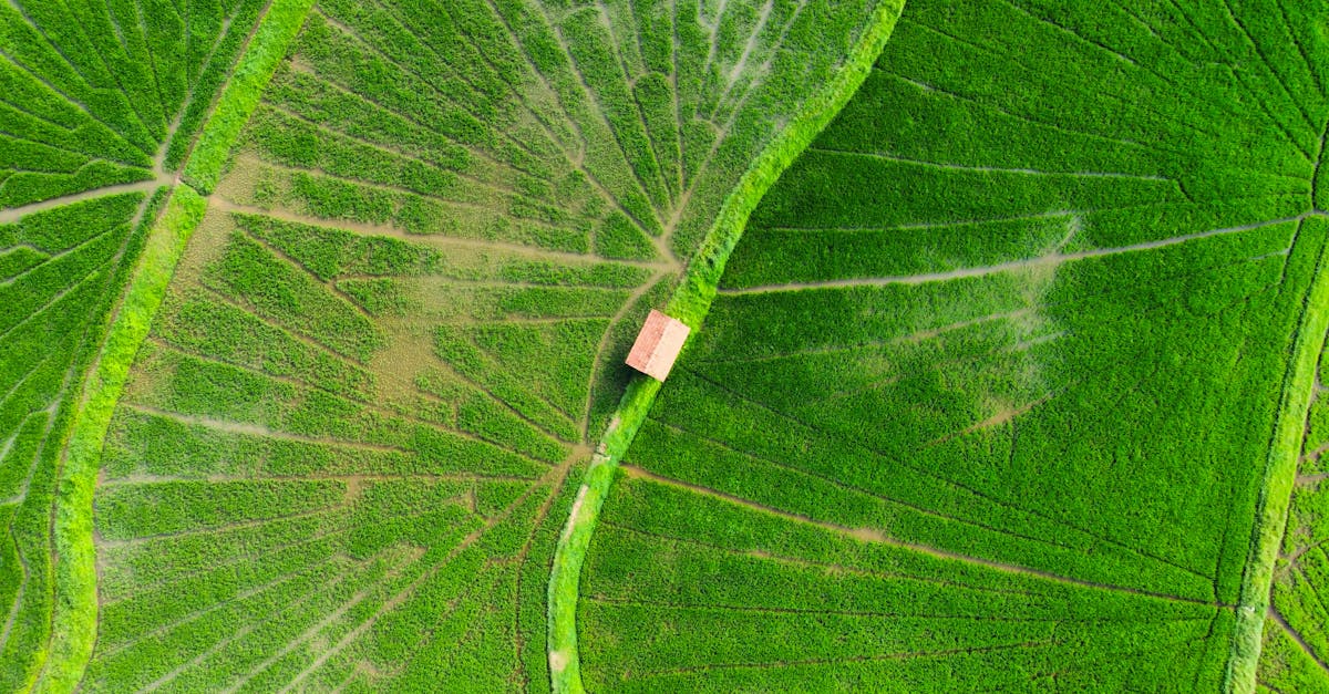 explorez l'écosystème, un réseau complexe d'interactions entre organismes et leur environnement. découvrez comment les espèces coexistent, l'importance de la biodiversité et les enjeux liés à la protection de notre planète.