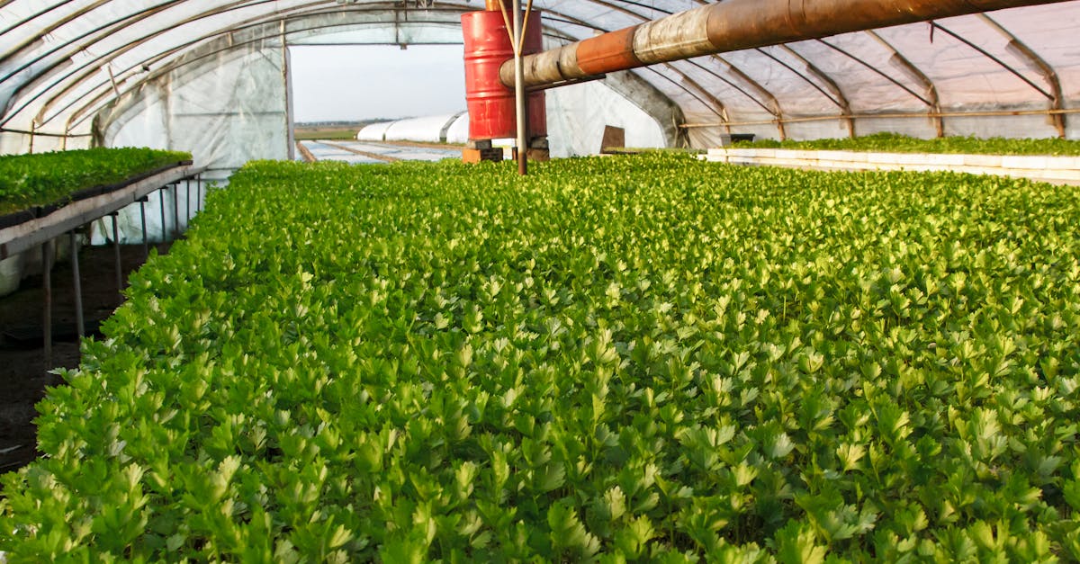 découvrez les stratégies et les solutions novatrices pour la réduction des gaz à effet de serre. apprenez comment les actions individuelles et collectives peuvent contribuer à un environnement plus sain et à la lutte contre le changement climatique.