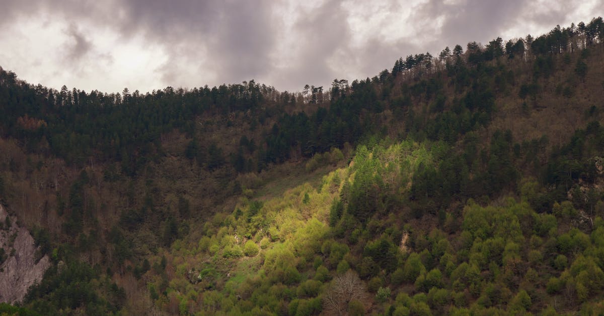 découvrez l'état actuel du climat mondial, ses impacts sur l'environnement et les actions nécessaires pour faire face aux défis climatiques. informez-vous sur les dernières études, les tendances et les solutions durables pour un avenir meilleur.