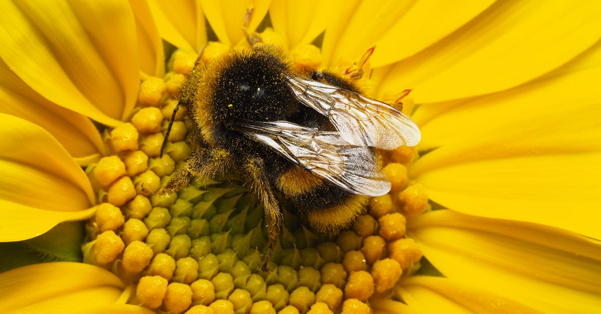 découvrez les techniques de réhabilitation environnementale qui permettent de restaurer les sites pollués tout en protégeant la biodiversité. apprenez comment ces méthodes innovantes contribuent à un avenir durable et sain.