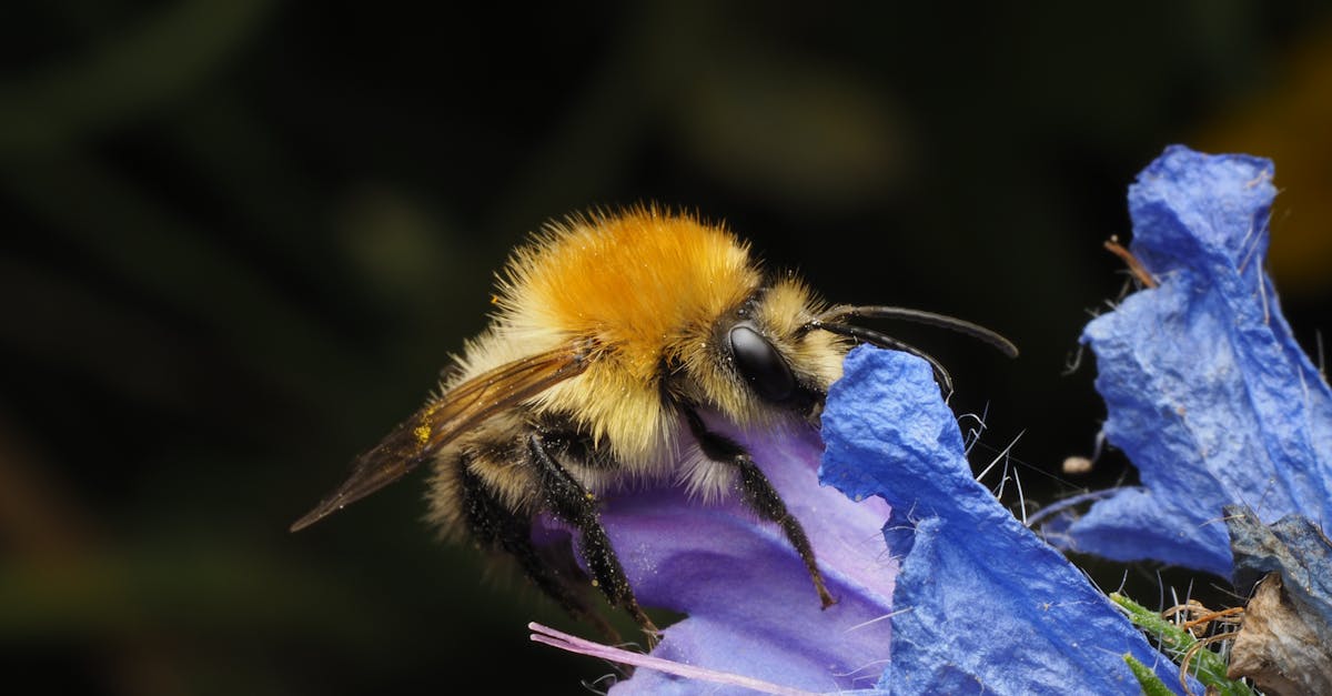 découvrez les solutions innovantes et durables en matière de remédiation environnementale, visant à restaurer et protéger nos écosystèmes tout en garantissant la santé publique. apprenez comment des techniques avancées peuvent résoudre la pollution des sols et de l'eau, contribuant ainsi à un avenir plus vert.