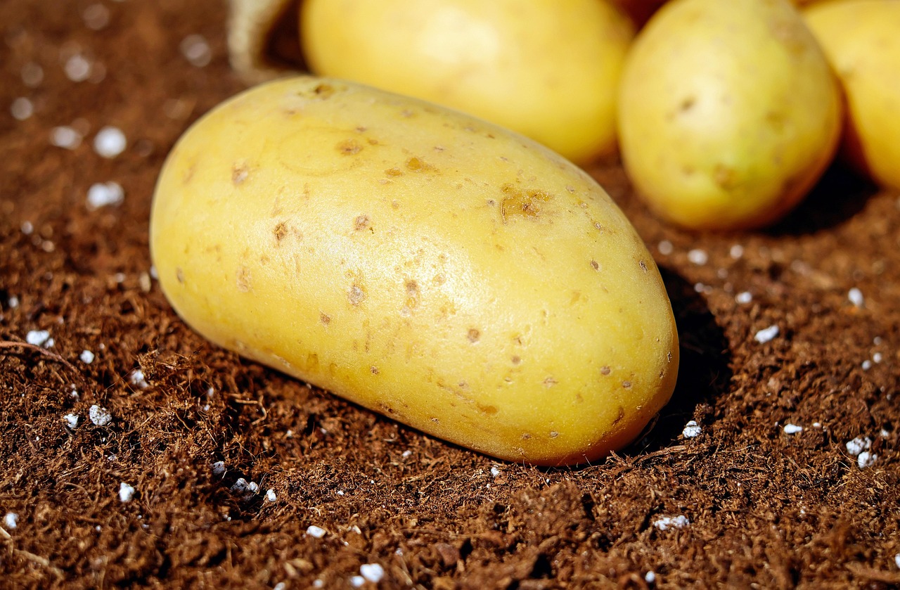 découvrez les techniques de jardinage urbain biologique pour cultiver vos propres légumes et herbes en milieu urbain, de manière écologique et durable.