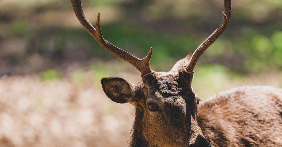 découvrez la richesse de la biodiversité, un trésor naturel essentiel à la santé de notre planète. explorez les espèces, les écosystèmes et l'importance de préserver notre diversité biologique pour les générations futures.