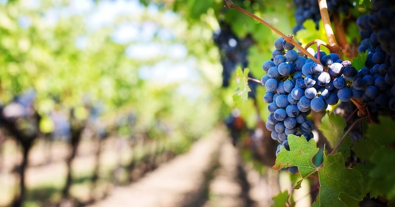 Impact changement climatique agriculture française : ce qui change