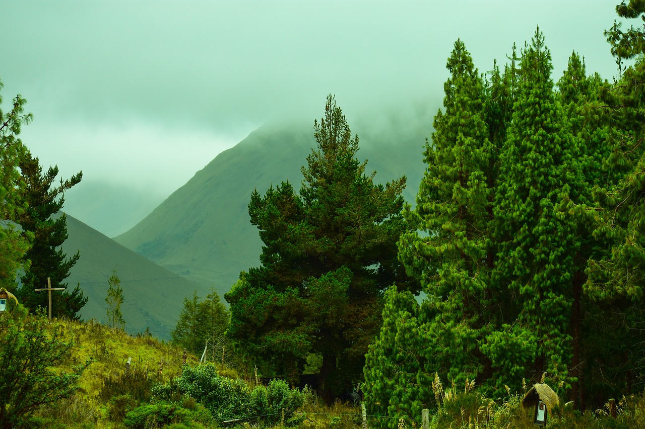 La foresterie : un secteur clé dans l’émission des gaz à effet de serre, grande ou petite contribution ?