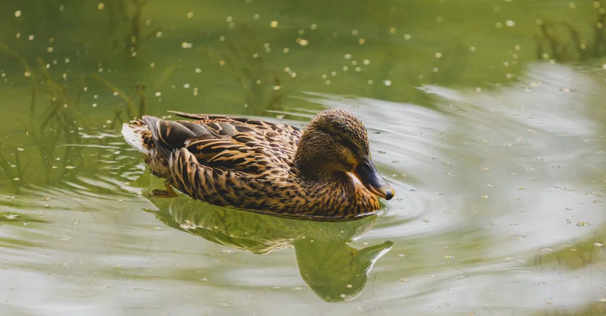 Biodiversité : Comprendre son importance pour l’écosystème et la planète