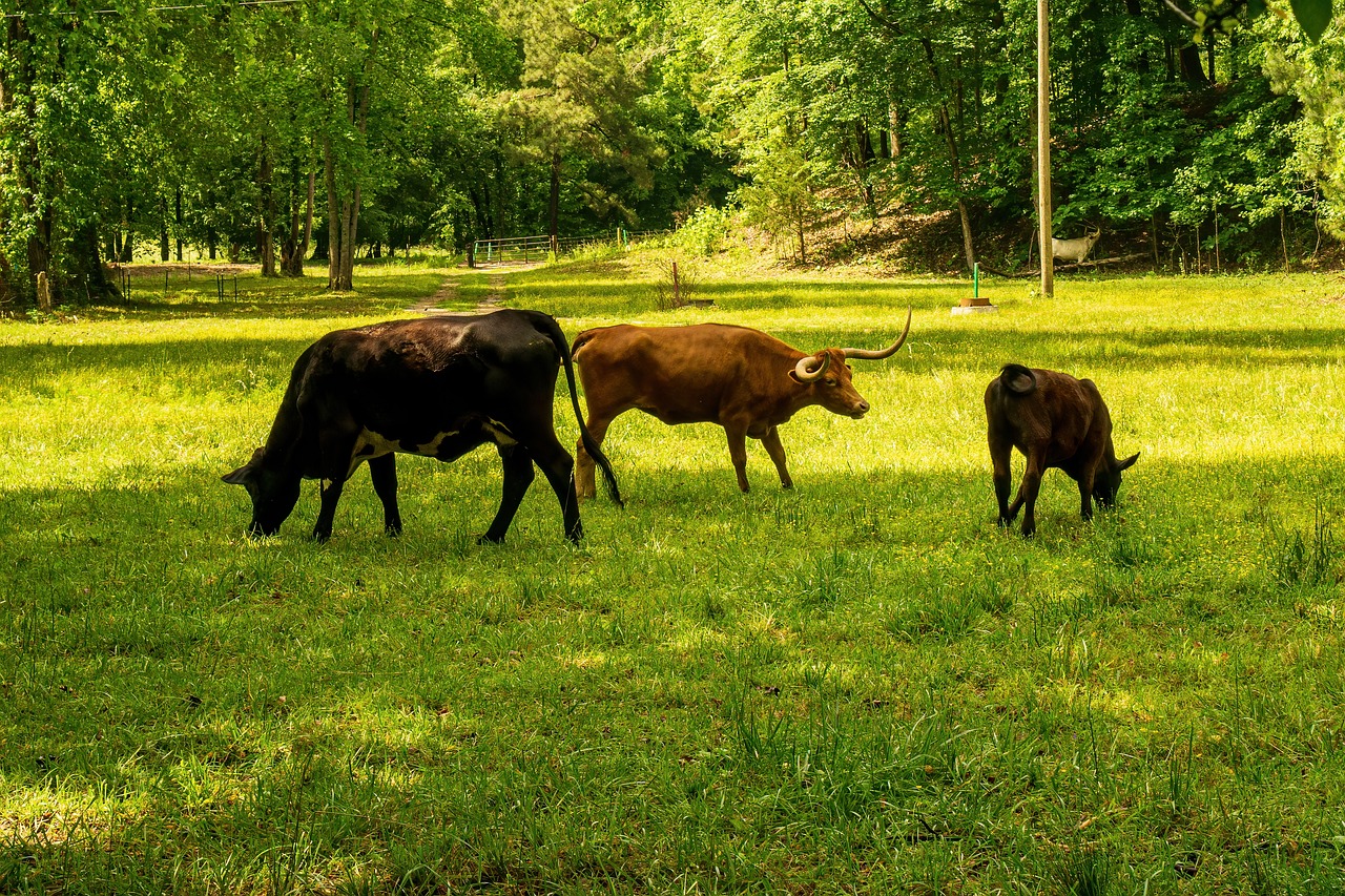 Bilan carbone d’un territoire : outils et indicateurs