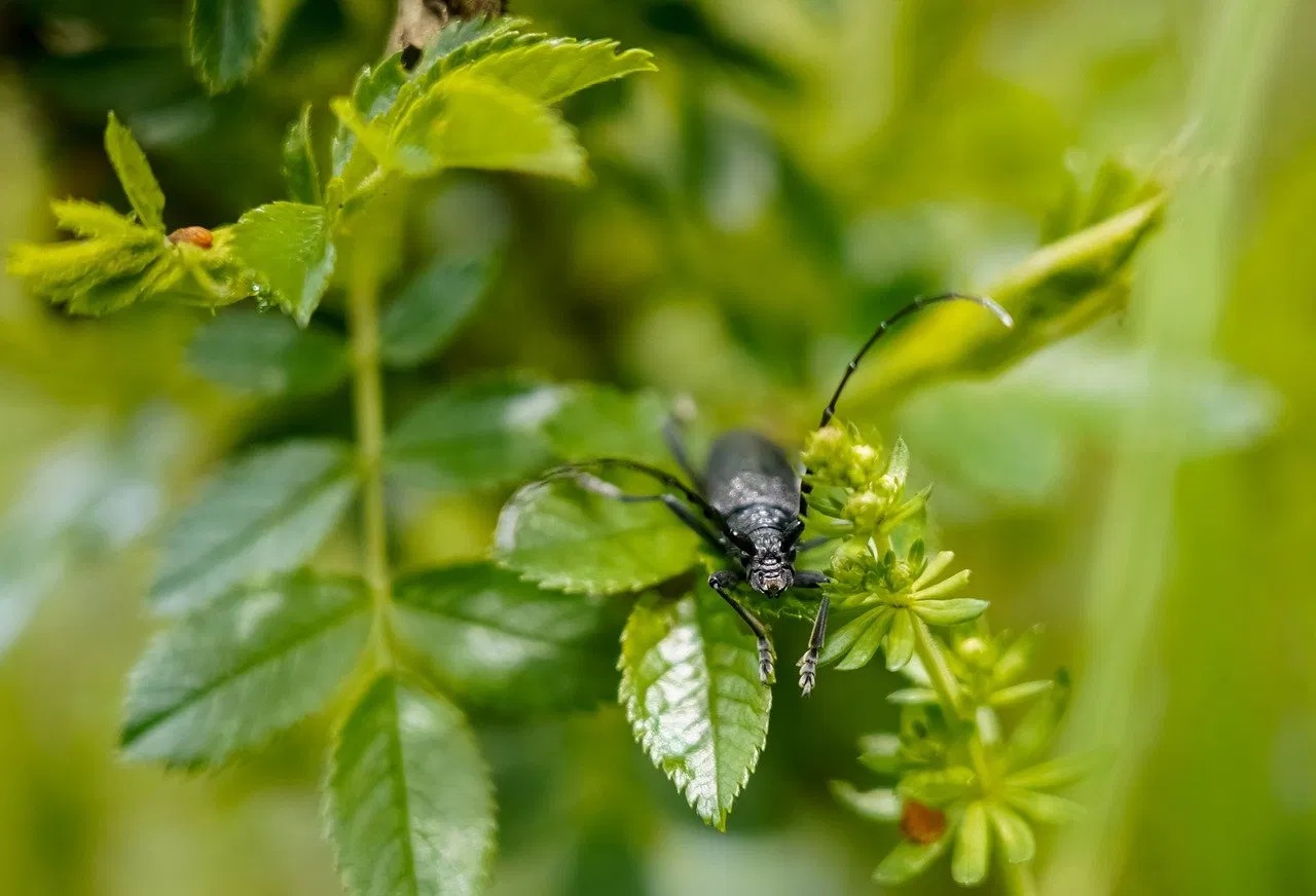Une Distinction Célébrant l’Engagement en Faveur de l’Écologie