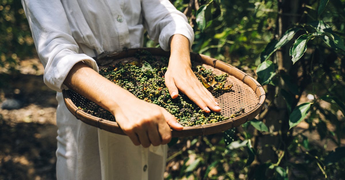 Culture durable : 5 pratiques essentielles pour un avenir respectueux de l’environnement