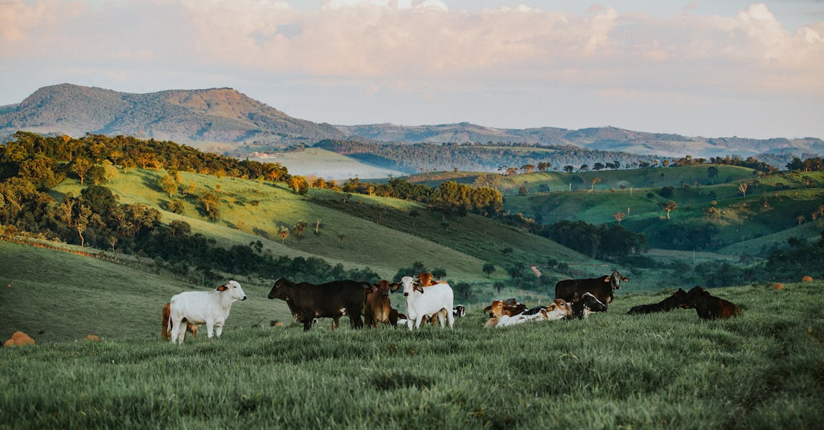 Agroécologie : Une solution durable pour l’agriculture moderne