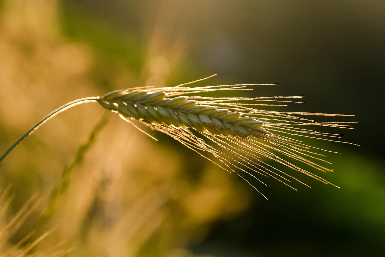 Les impacts du secteur agricole sur le bilan carbone