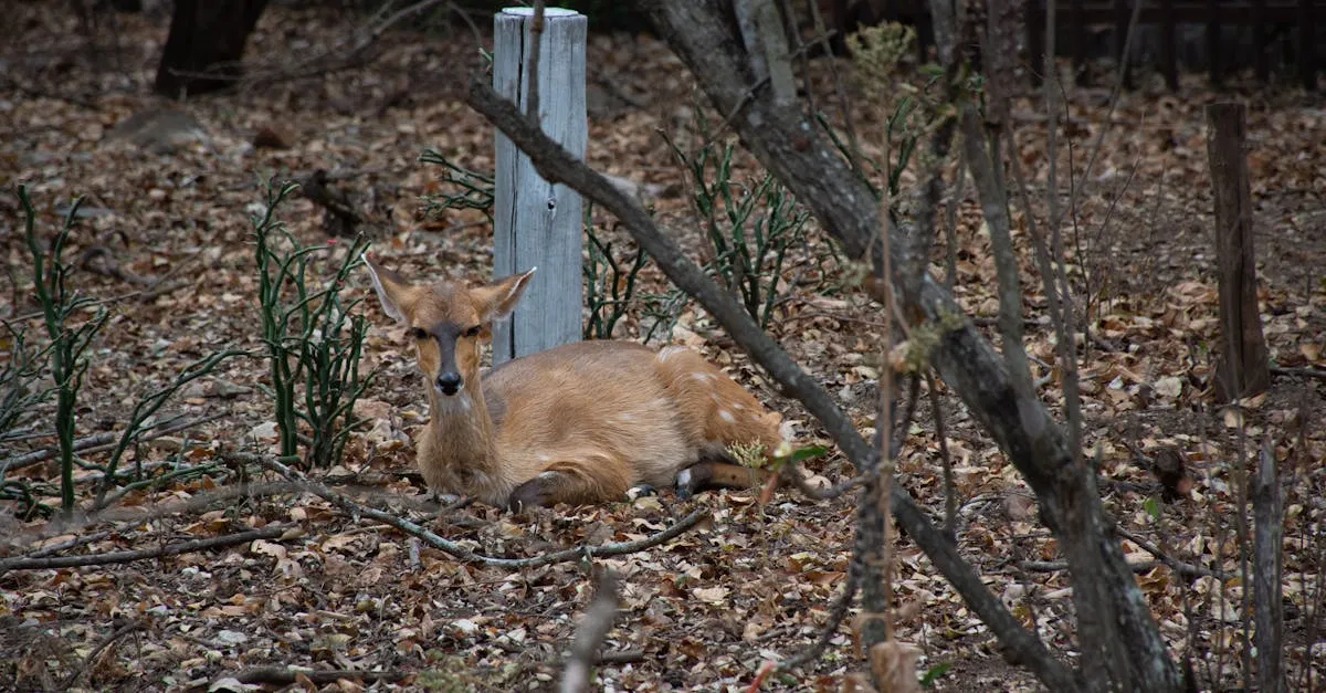 Protection de la faune : pourquoi chaque espèce compte pour notre écosystème