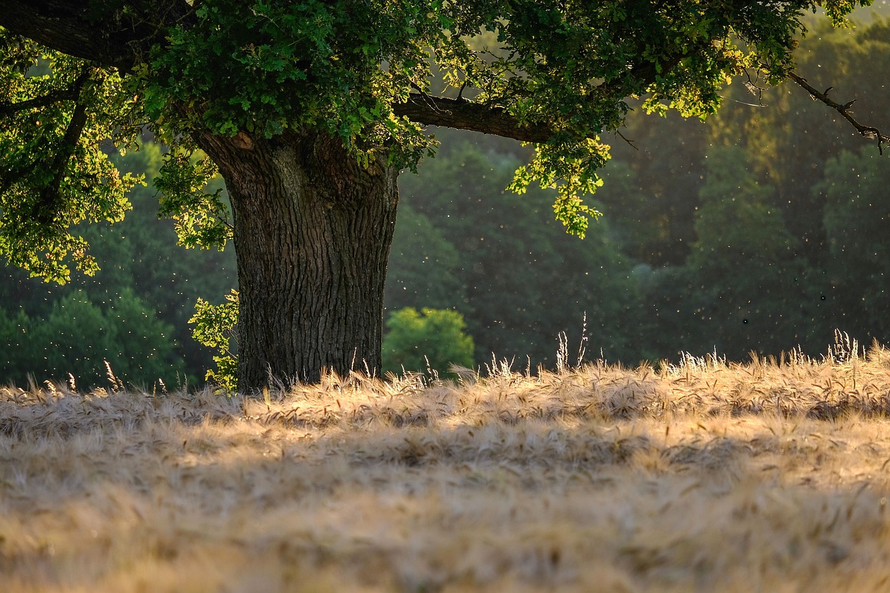 Le rôle des forêts dans le bilan carbone et la lutte contre le climat