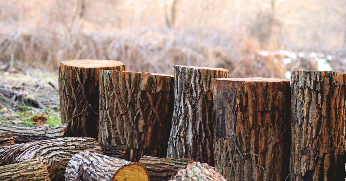 Ressources naturelles : Comprendre leur importance et leur gestion durable