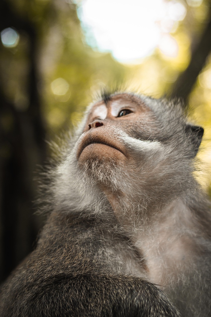 L’importance de la biodiversité dans le bilan carbone