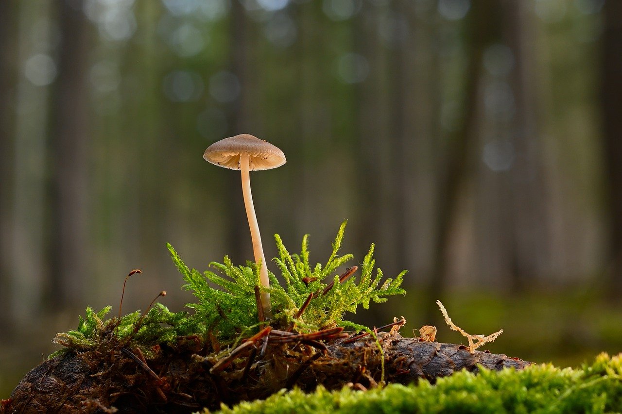 L’impact des forêts sur le cycle global du carbone et les enjeux du changement climatique