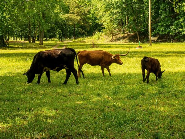 découvrez comment réduire votre empreinte carbone et adopter des pratiques durables pour un avenir plus vert. apprenez à évaluer l'impact environnemental de vos actions et explorez des solutions pour minimiser votre effet sur la planète.