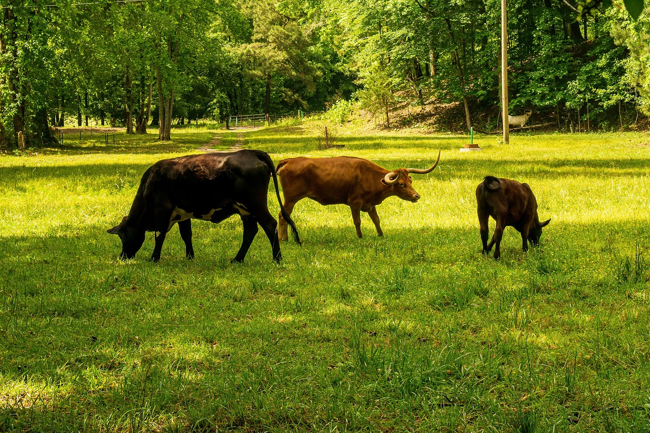 découvrez l'empreinte carbone, un indicateur clé de l'impact environnemental de nos activités. apprenez comment réduire votre empreinte carbone pour contribuer à un avenir durable et respectueux de l'environnement.