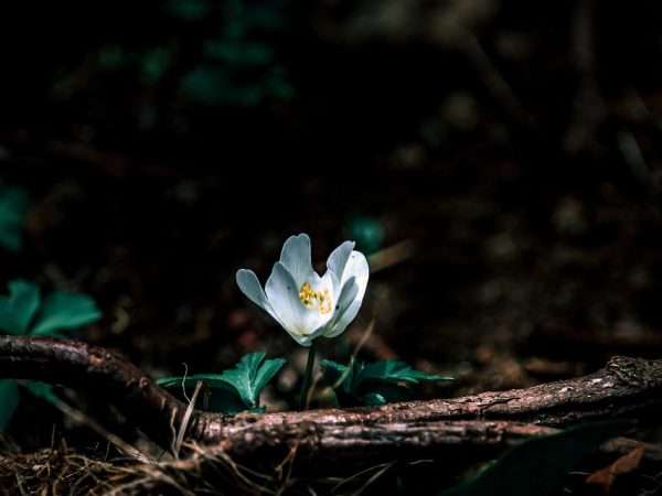 découvrez les principes du développement durable et son importance pour préserver notre planète. apprenez comment concilier croissance économique, inclusion sociale et protection de l'environnement pour un avenir meilleur.