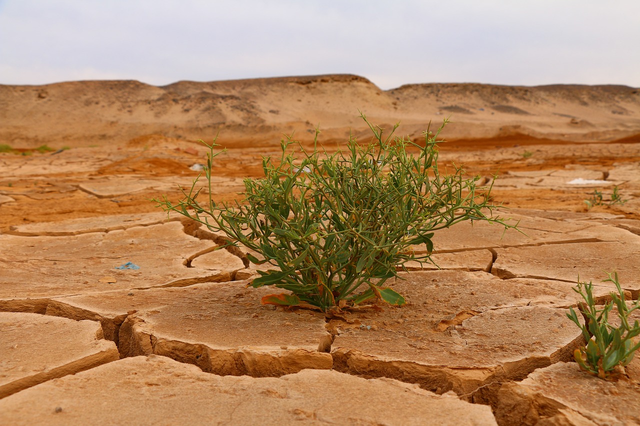 découvrez les enjeux et les impacts du changement climatique sur notre planète. informez-vous sur les causes, les conséquences et les solutions pour lutter contre ce phénomène global qui affecte notre environnement et notre avenir.