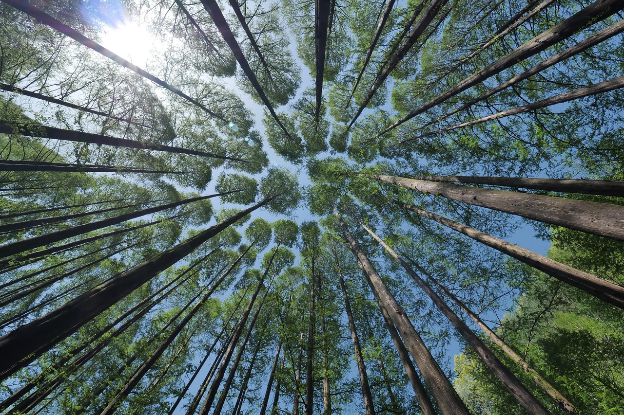 découvrez la beauté et la biodiversité des forêts, symboles de la nature, refuges d'innombrables espèces et sources de ressources précieuses. explorez leur rôle essentiel dans l'équilibre écologique et la lutte contre le changement climatique.