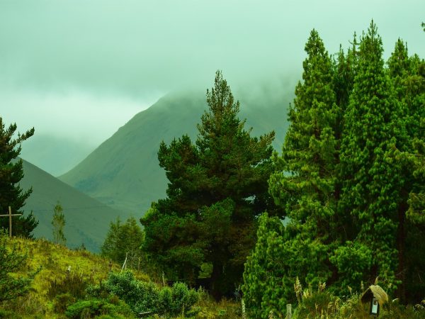 découvrez l'univers de la foresterie : gestion durable des forêts, importance de la biodiversité, pratiques de conservation et rôle essentiel pour l'environnement. plongez dans les enjeux et les solutions pour une sylviculture responsable.