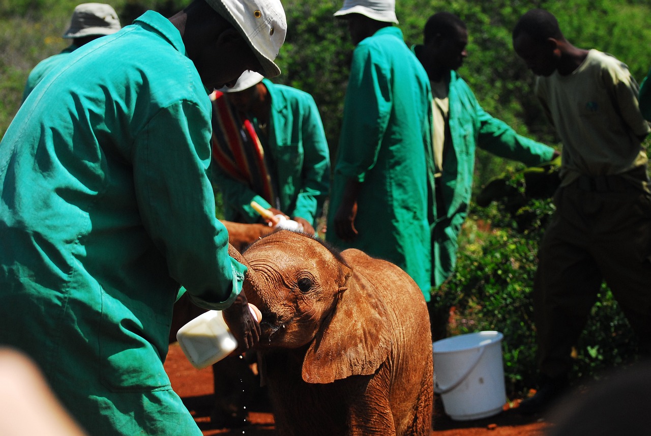 découvrez le rôle crucial des ong dans la société moderne, leur impact sur les communautés et leur contribution à des causes humanitaires et environnementales. explorez les différentes missions et projets des organisations non gouvernementales à travers le monde.