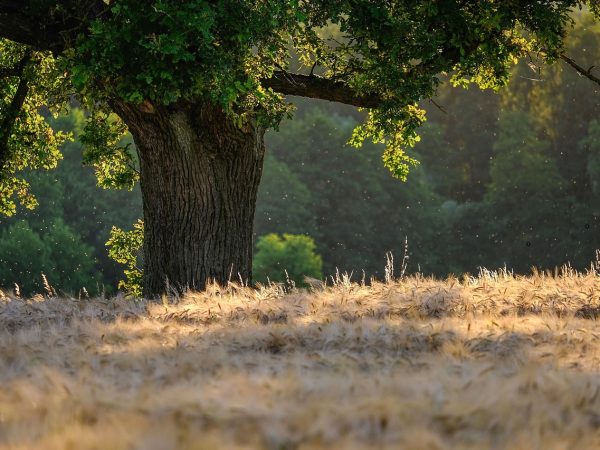 découvrez la magie des forêts, ces espaces naturels riches en biodiversité, abritant une multitude d'espèces animales et végétales. plongez dans un univers apaisant où l'air pur, les paysages verdoyants et le chant des oiseaux offrent une évasion parfaite. explorez les bienfaits des forêts pour notre planète et l'importance de leur préservation.