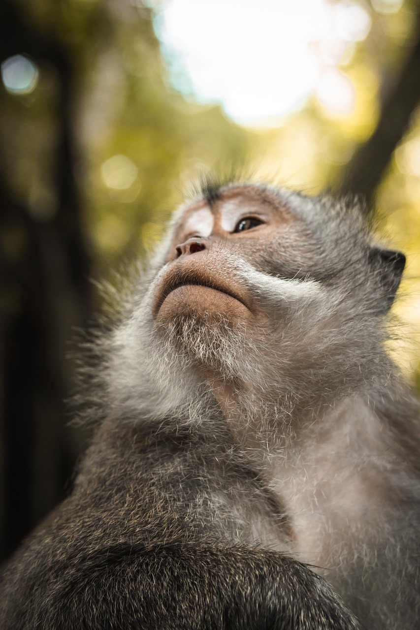 découvrez l'importance de la biodiversité pour notre planète, ses écosystèmes et la pérennité des espèces. apprenez comment préserver cette richesse naturelle et les actions à entreprendre pour protéger notre environnement.