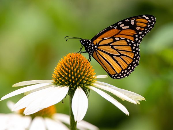 découvrez les enjeux et les stratégies clés pour une transformation écologique réussie. explorez comment les entreprises, les gouvernements et les citoyens peuvent collaborer pour un avenir durable, respectant notre planète et promouvant une économie verte.