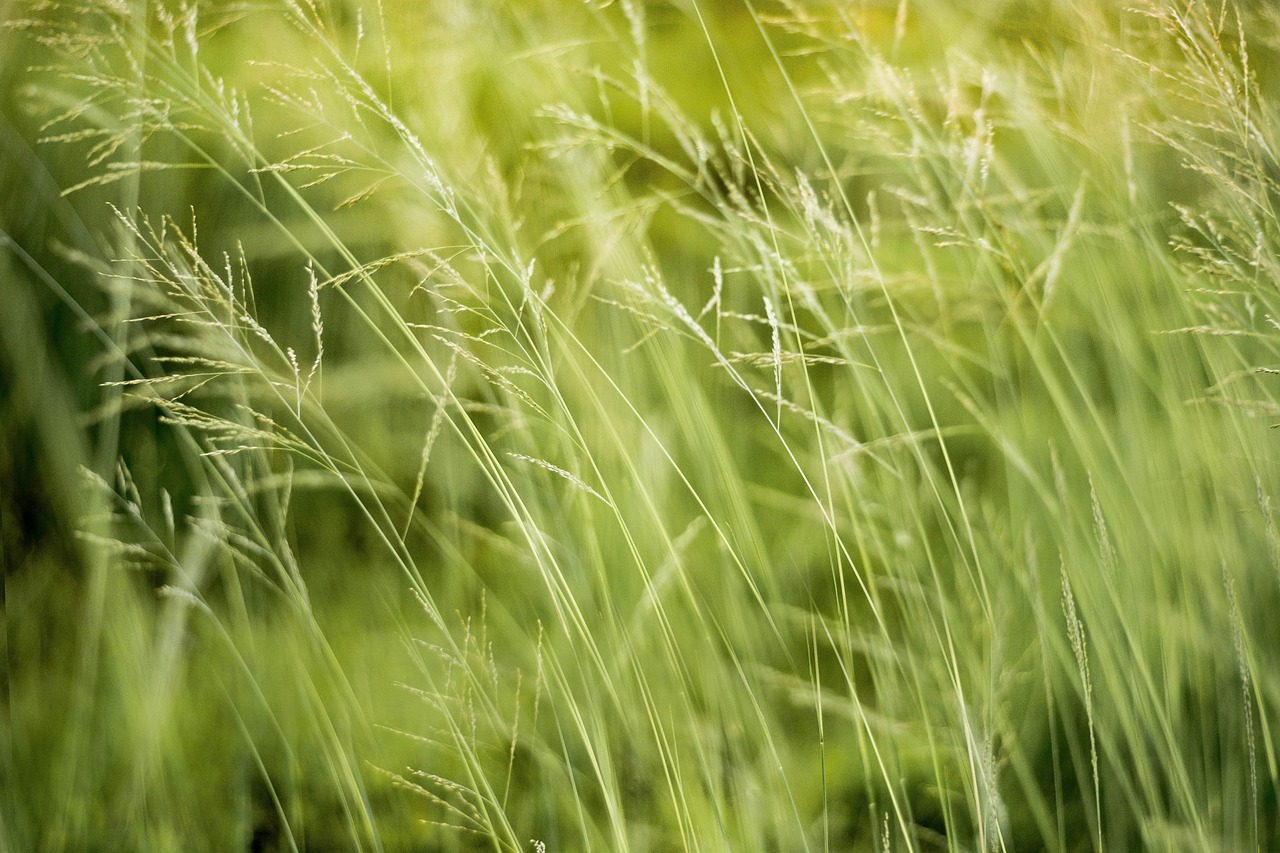 découvrez les politiques environnementales qui visent à protéger notre planète. analyse des initiatives durables, des réglementations écologiques et des actions gouvernementales pour un avenir vert.