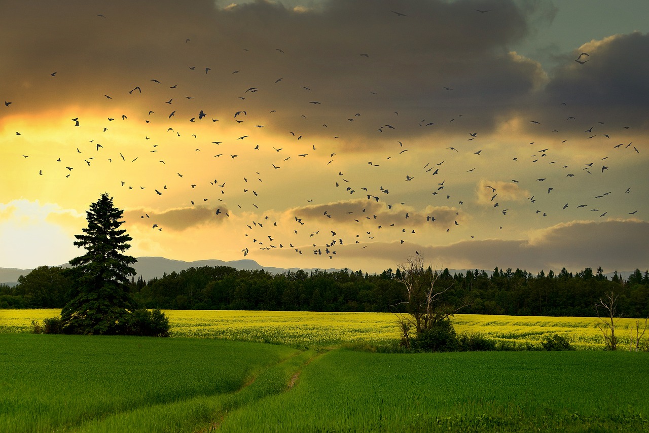 découvrez l'importance de la biodiversité et son rôle vital dans le maintien des écosystèmes. apprenez comment protéger la variété des espèces pour garantir un avenir durable pour notre planète.