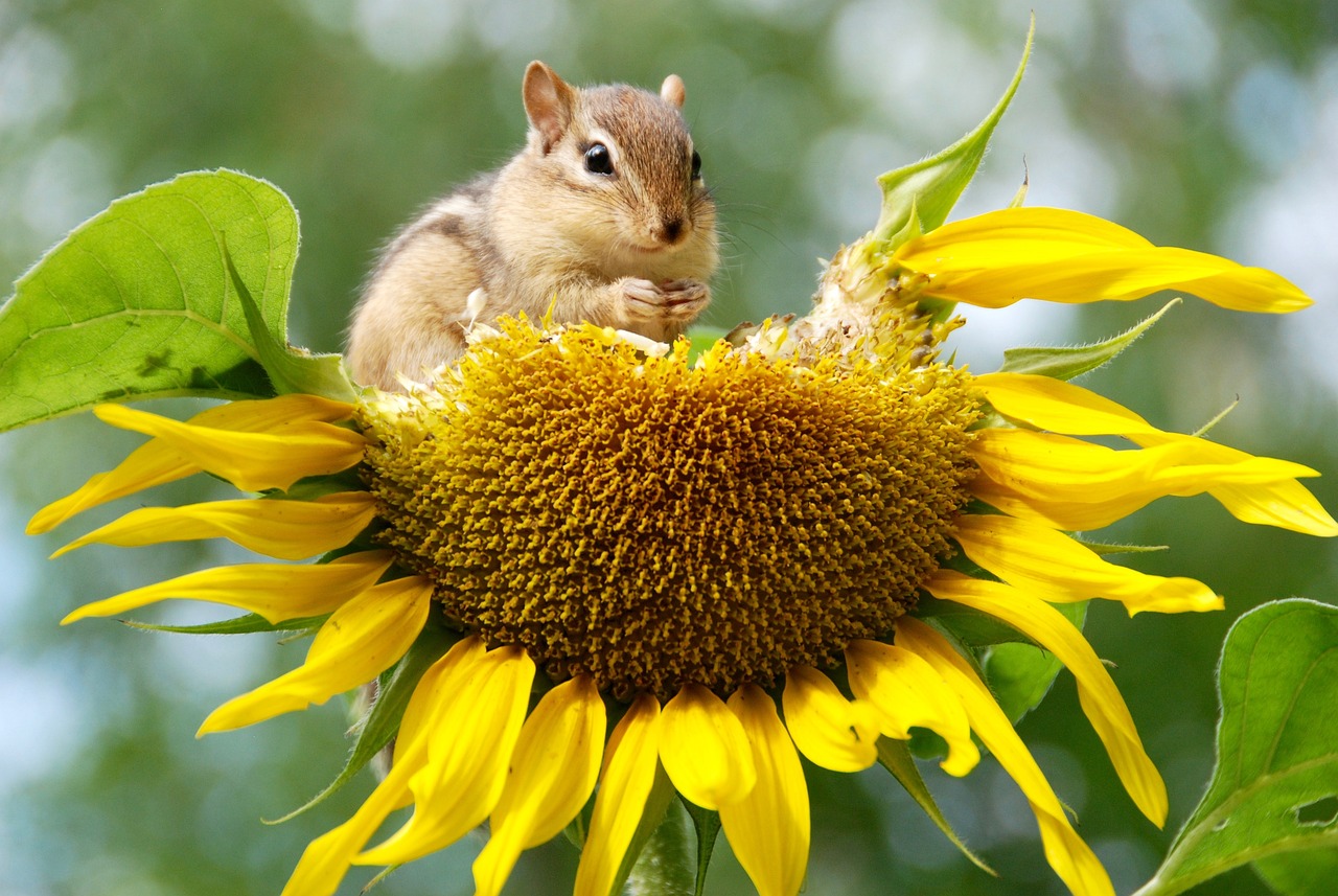 découvrez l'importance de la biodiversité pour notre planète. explorez les différentes espèces, leurs habitats et les menaces qui pèsent sur elles, ainsi que des solutions pour préserver la richesse de la vie sur terre.