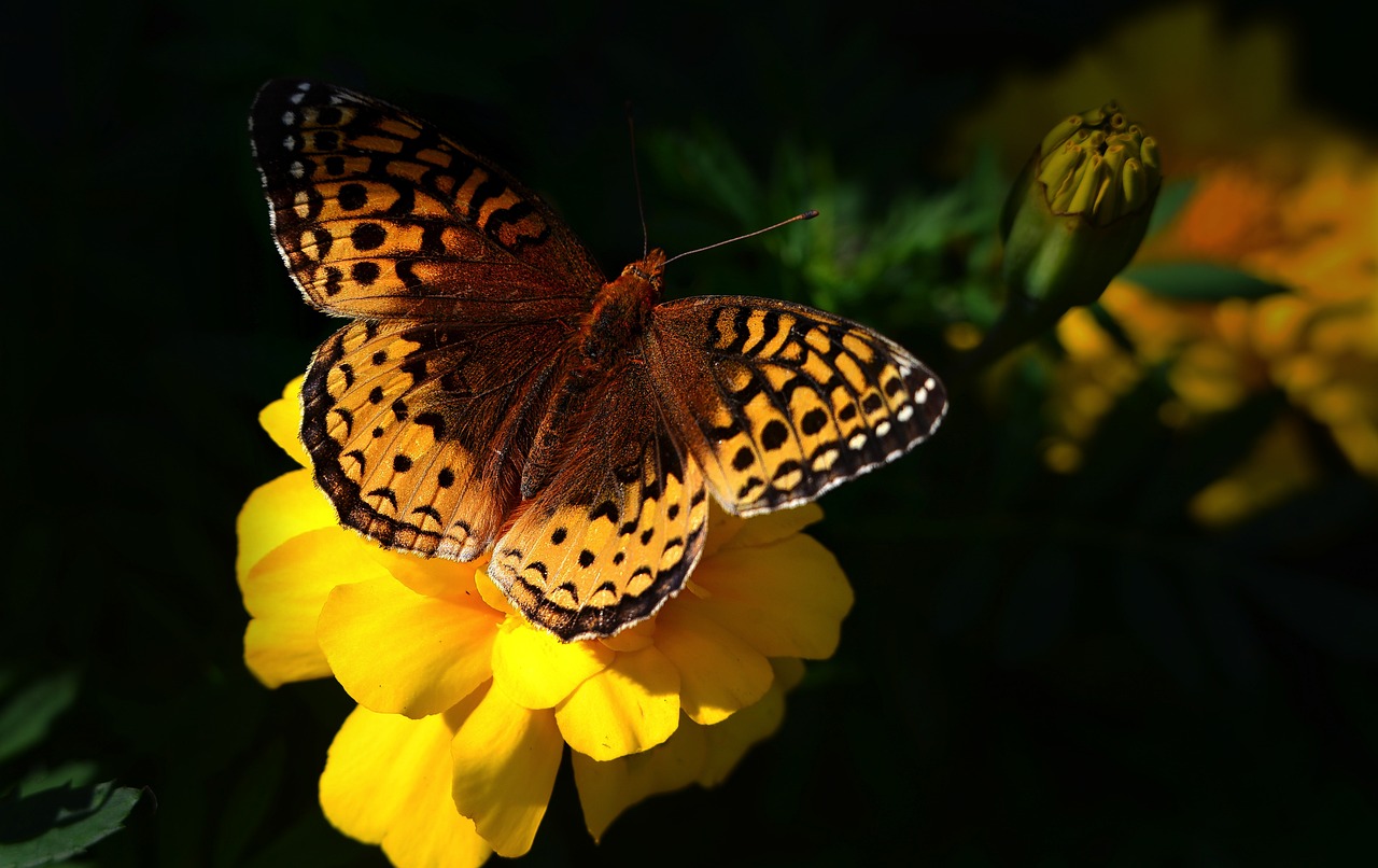 découvrez l'importance de la biodiversité pour notre planète, ses défis actuels et les actions à entreprendre pour préserver nos écosystèmes riches et variés.