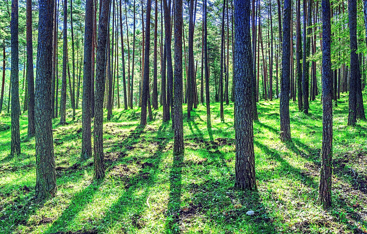 découvrez l'univers de la foresterie, une discipline essentielle pour la gestion durable des forêts, la protection de la biodiversité et la lutte contre le changement climatique. apprenez comment les pratiques forestières contribuent à l'économie et à la préservation de notre environnement.