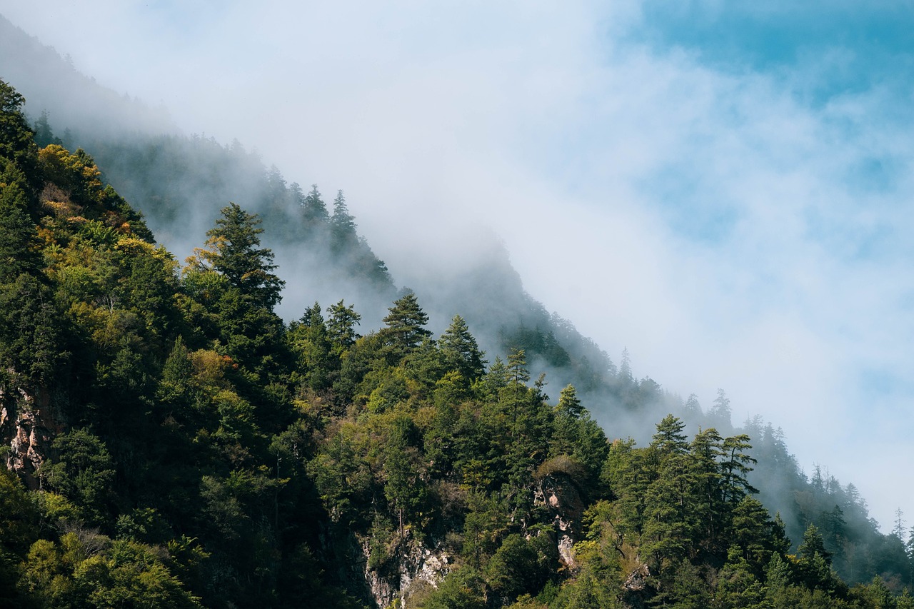 découvrez la majesté des forêts, ces écosystèmes riches et diversifiés qui abritent une multitude d'espèces animales et végétales. explorez leur importance pour notre planète, leur rôle dans la régulation du climat et les défis auxquels elles font face.