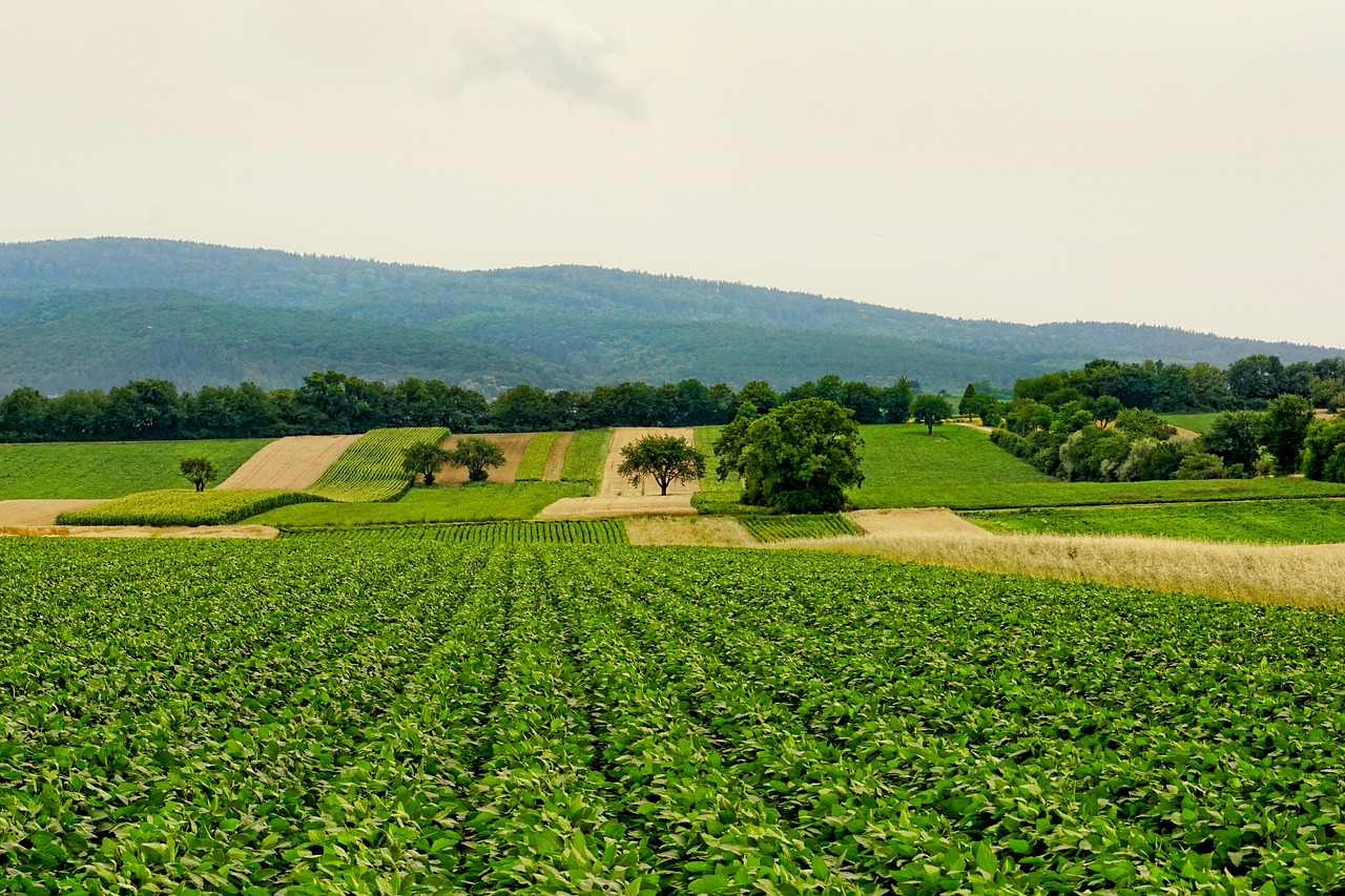 découvrez les pratiques d'agriculture durable qui préservent l'environnement tout en garantissant une production alimentaire responsable. apprenez comment cultiver de manière éthique et respectueuse des ressources naturelles.