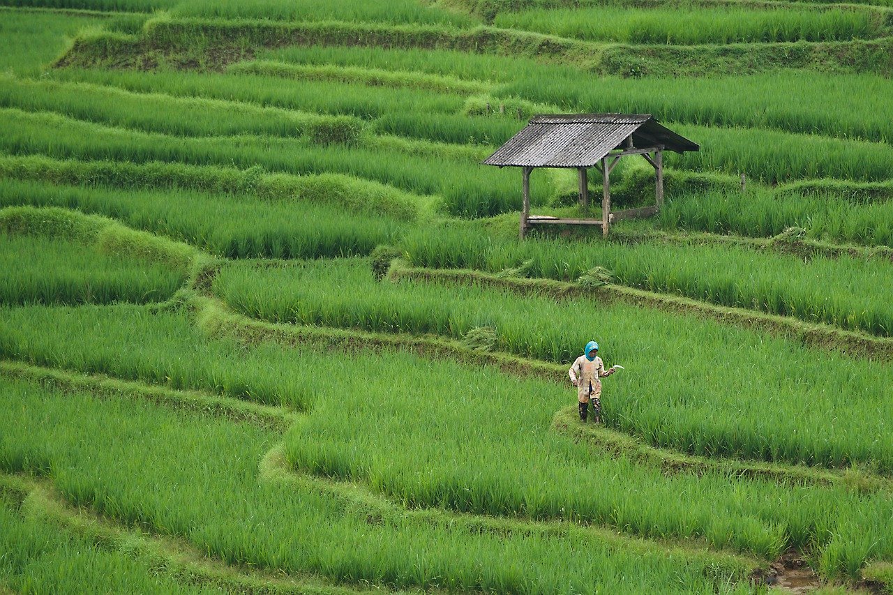 découvrez les pratiques de l'agriculture durable qui préservent l'environnement tout en répondant aux besoins alimentaires mondiaux. apprenez comment réduire les impacts écologiques, favoriser la biodiversité et promouvoir un système alimentaire équilibré et responsable.