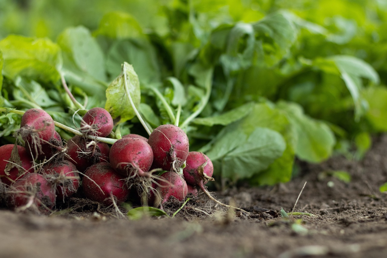 découvrez le monde fascinant de l'agriculture : ses techniques, ses enjeux et son impact sur notre environnement. apprenez comment les innovations agricoles façonnent l'avenir de notre alimentation et soutiennent la durabilité.