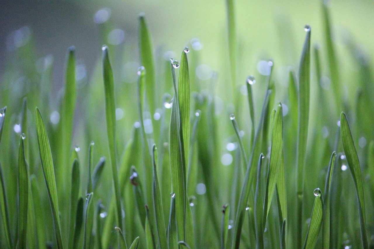 découvrez le monde de l'agriculture, ses techniques innovantes, ses enjeux environnementaux et son impact sur notre alimentation. apprenez comment cette industrie essentielle évolue face aux défis modernes et comment elle contribue à un avenir durable.