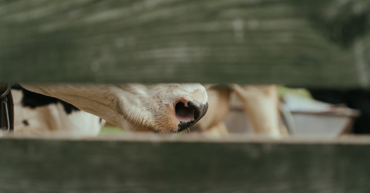 découvrez les principes de l'agroécologie, une approche durable pour l'agriculture qui respecte l'environnement, préserve la biodiversité et favorise les pratiques agricoles locales. apprenez comment cette méthode innovante contribue à la sécurité alimentaire tout en soutenant les communautés rurales.