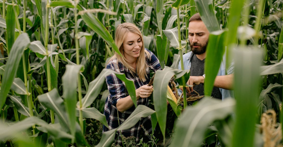 découvrez l'agroécologie, une approche durable de l'agriculture qui favorise les écosystèmes naturels tout en améliorant la biodiversité et la qualité des sols. apprenez comment cette méthode innovante contribue à la sécurité alimentaire et à la lutte contre le changement climatique.