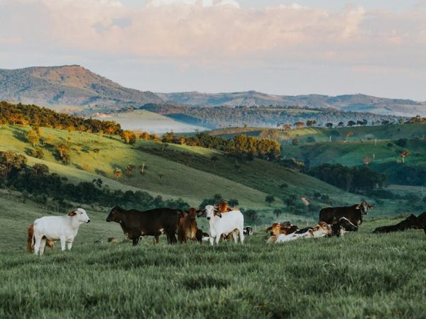 découvrez l'agroécologie, une approche innovante et durable de l'agriculture qui allie respect de l'environnement, biodiversité et production alimentaire. apprenez comment cette pratique révolutionnaire contribue à un avenir plus vert et à la santé des écosystèmes.