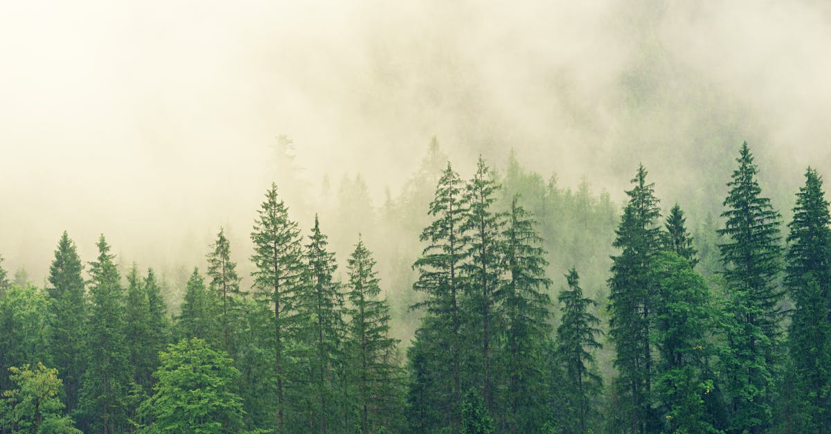 découvrez notre page dédiée à la qualification écologique, une démarche essentielle pour promouvoir des pratiques durables et respectueuses de l'environnement. apprenez-en plus sur les critères, les procédures et les avantages d'une certification qui valorise les initiatives écologiques.