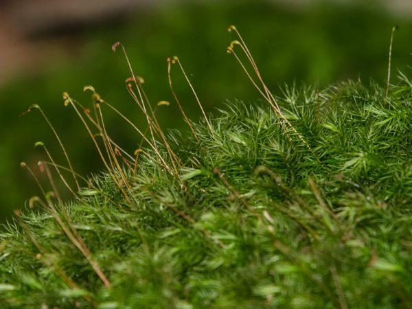 découvrez l'importance de la qualification écologique pour garantir des pratiques durables et respectueuses de l'environnement. apprenez comment cette certification contribue à la préservation de la biodiversité et à la lutte contre le changement climatique, tout en valorisant votre engagement pour un avenir responsable.