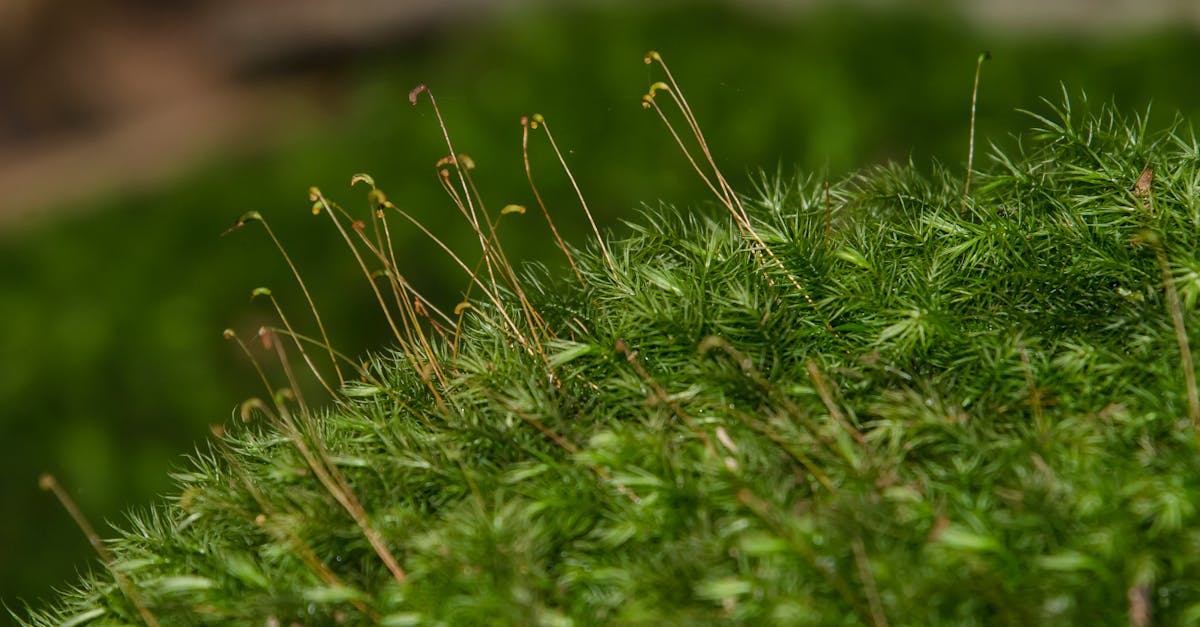 découvrez l'importance de la qualification écologique pour garantir des pratiques durables et respectueuses de l'environnement. apprenez comment cette certification contribue à la préservation de la biodiversité et à la lutte contre le changement climatique, tout en valorisant votre engagement pour un avenir responsable.