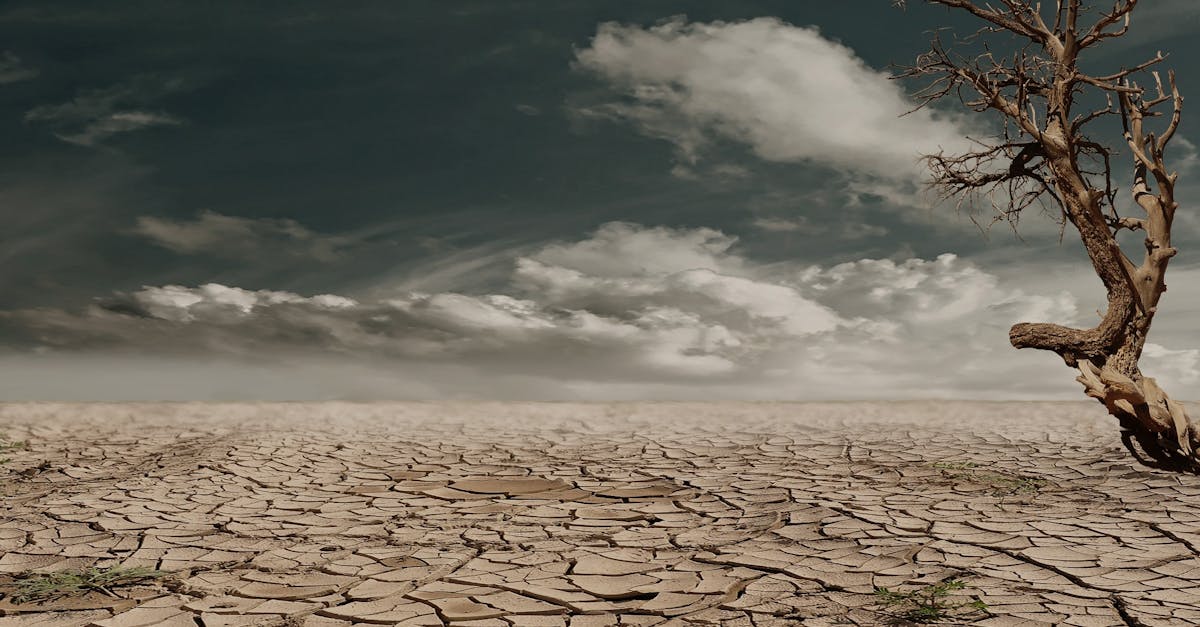 découvrez l'impact environnemental des activités humaines et explorez des solutions durables pour protéger notre planète. informez-vous sur les défis écologiques actuels et comment chacun peut contribuer à un avenir plus vert.