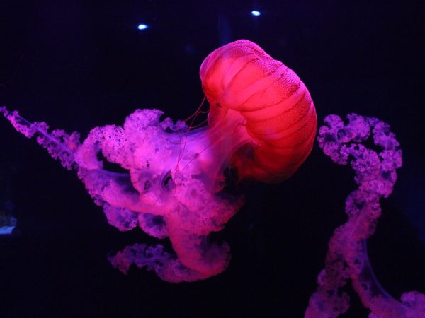 découvrez l'art de la slow life, une approche de la vie qui privilégie la simplicité, la pleine conscience et le bien-être. apprenez à ralentir le rythme, à profiter des moments précieux et à vous reconnecter avec vous-même et votre environnement pour une vie plus équilibrée et sereine.