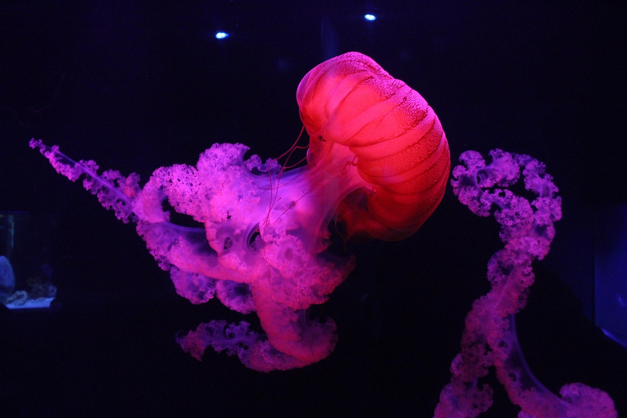 découvrez l'art de la slow life, une approche de la vie qui privilégie la simplicité, la pleine conscience et le bien-être. apprenez à ralentir le rythme, à profiter des moments précieux et à vous reconnecter avec vous-même et votre environnement pour une vie plus équilibrée et sereine.