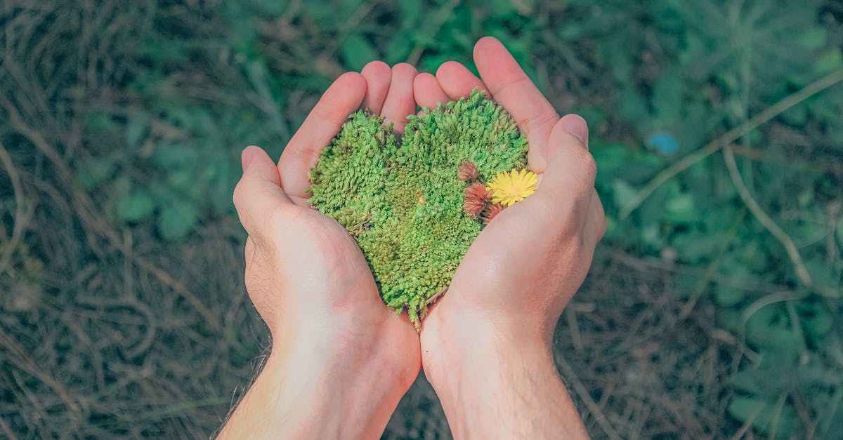 explorez les enjeux et les solutions de la durabilité dans notre monde moderne. découvrez comment adopter des pratiques écoresponsables pour un avenir meilleur, alliant respect de l'environnement et développement économique.
